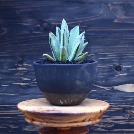 アガベ   キュービック　Agave potatorum f.monstrosa 'cubic'    no30617