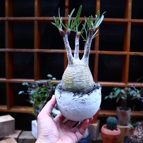 パキポディウム  グラキリス／Pachypodium  gracilius    no.71816