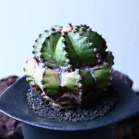 アストロフィツム　瑠璃兜     Astrophytum asterias v. nudum   no.22307