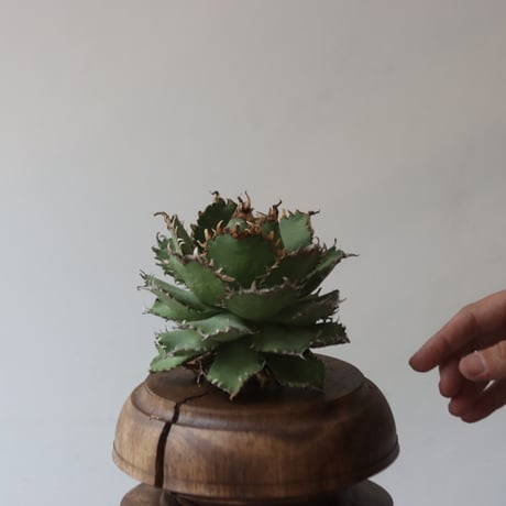 U.S. filigree (Agave titanota filigree) / Style of Chika　no.1227-41