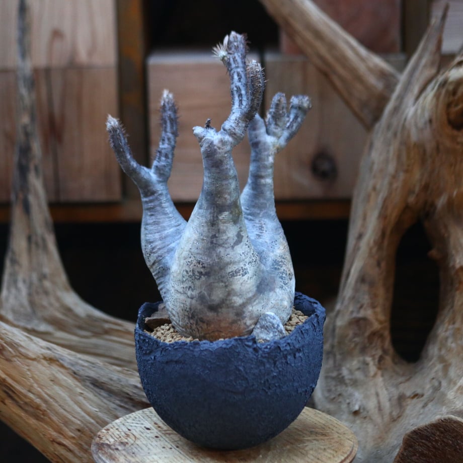 63f121e27c42ee12fba4e3cc