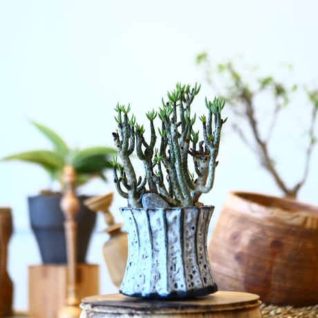 Tylecodon buchholzianus × soso    no.92422