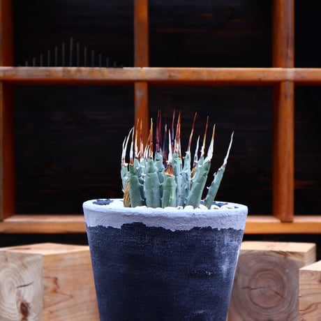 アガベ  ユタエンシス  エボリスピナ／Agave uthaensis var. eborispina     no.80856