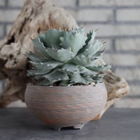 Agave Isthmensis × N/OH (5.5号)  no.629-38
