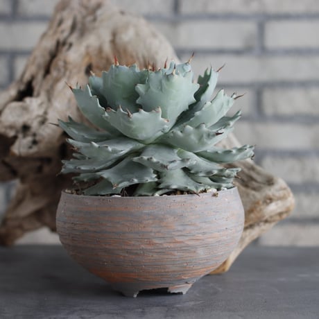 Agave Isthmensis × N/OH (5.5号)  no.629-38