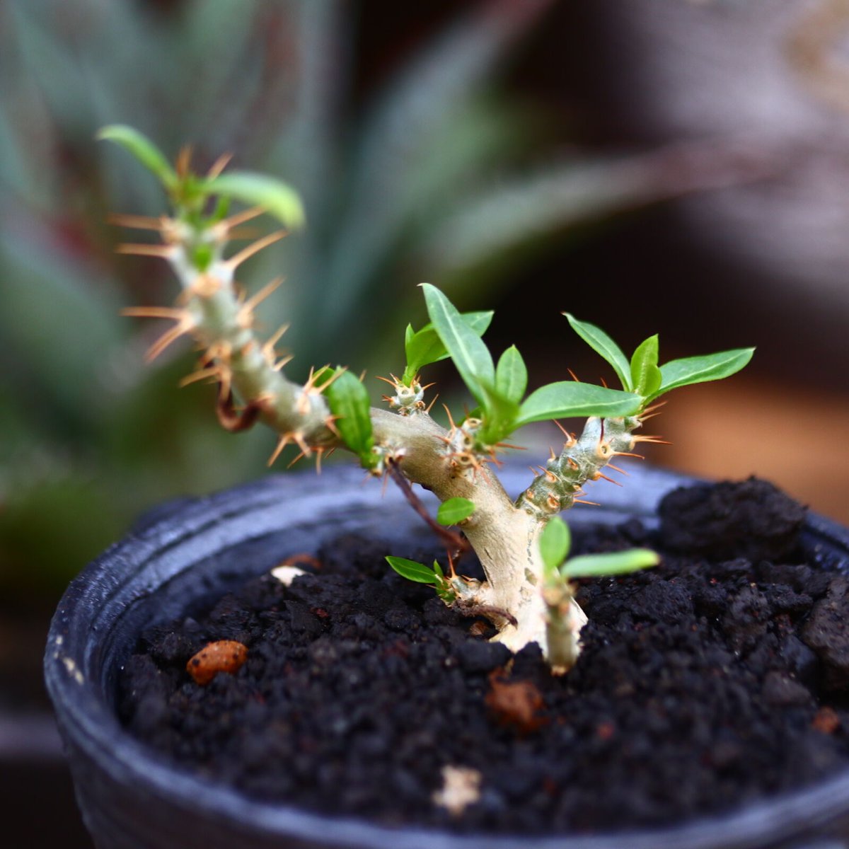 パキポディウム ビスピノーサム 実生／Pachypodium bispinosum n