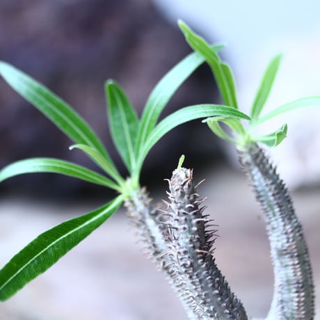 パキポディウム グラキリス  Pachypodium   gracilius  no.013