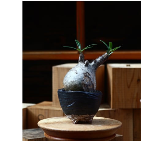 パキポディウム  グラキリス ／Pachypodium  gracilius     no.111452