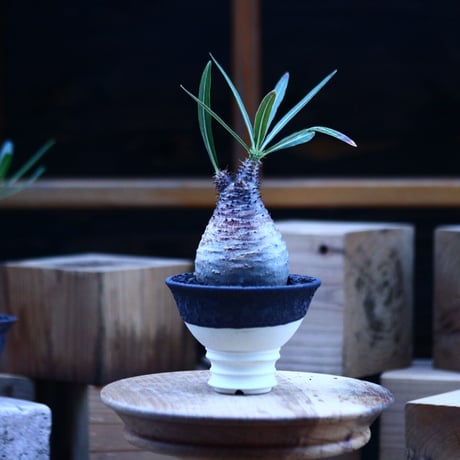 パキポディウム  グラキリス ／Pachypodium  gracilius     no.103163