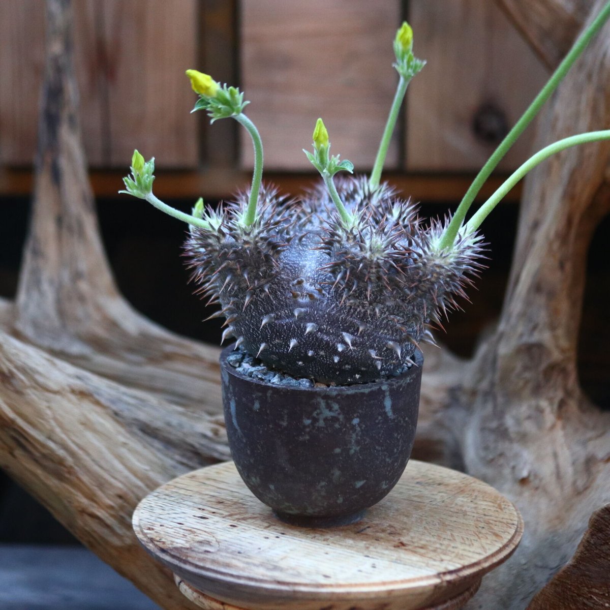 パキポディウム 恵比寿大黒(実生)/ Pachypodium Densicaule/ 発根