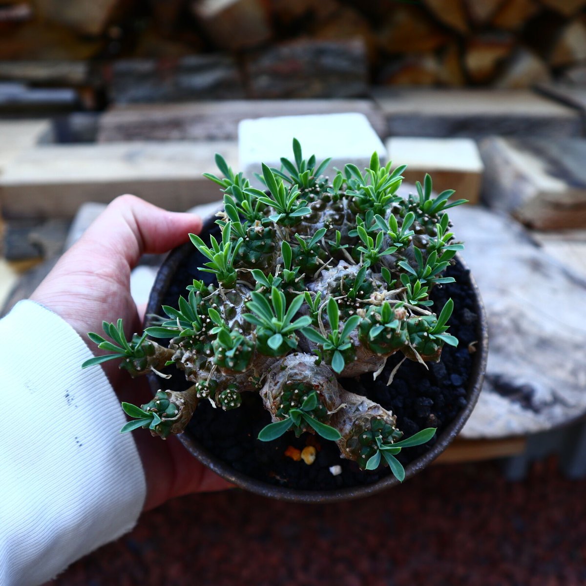 ユーフォルビア　峨眉山(euphorbia japonica) fit=scale-down,w=1200