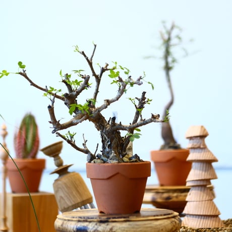 YAMABACHI × Bursera fagaroides   no.91045