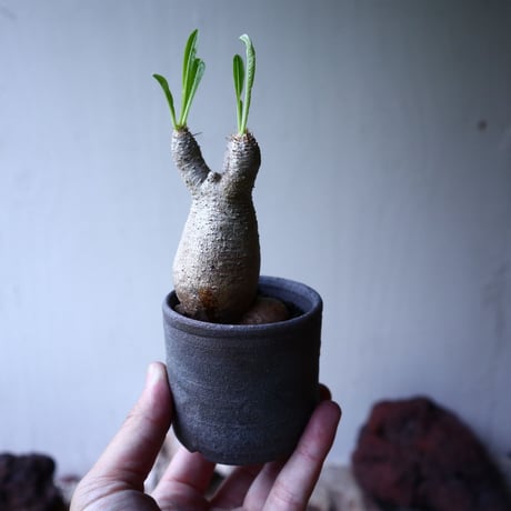 パキポディウム グラキリス   Pachypodium rosulatum var. gracilius no.102734