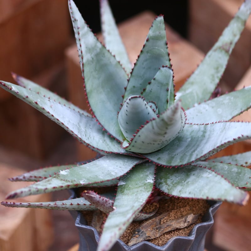 アロエ コニフェラ / Aloe conifera no.31954 | 芽の巣山