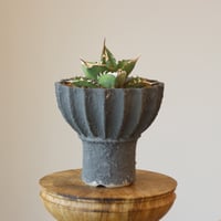 Agave titanota"FO-076" × soso no.112-3