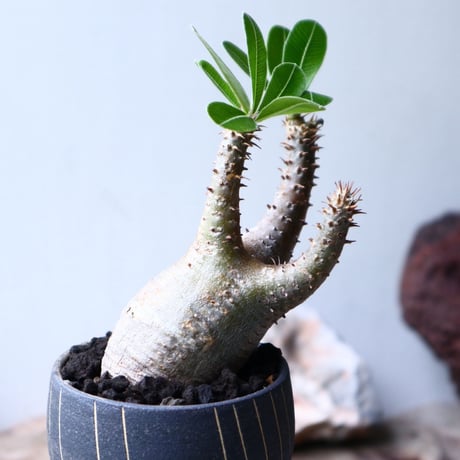 パキポディウム マカイエンセ Pachypodium Makayense  no.90109