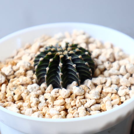 ギムノカリキウム   フィードリッフィーLB2178  Gymnocalycium friedrichii    no.102813