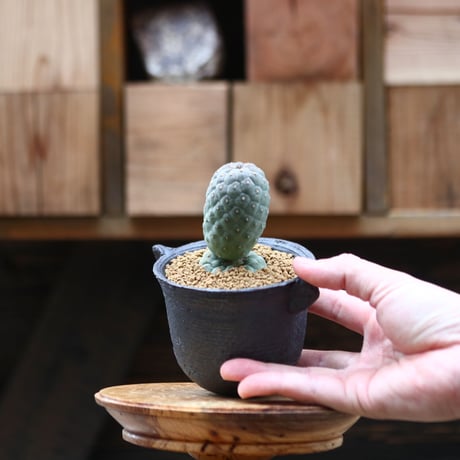 テフロカクタス  ゲオメトリクス ／Tephrocactus geometricus   no20522