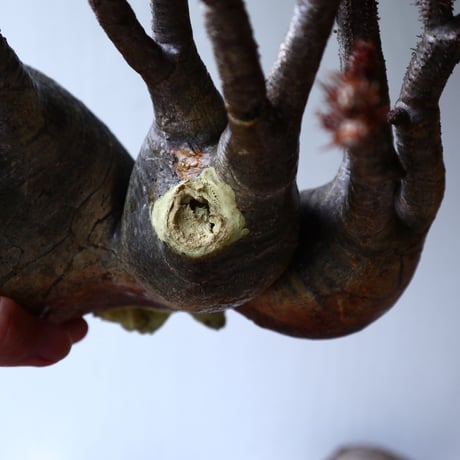 パキポディウム グラキリス 3頭  Pachypodium rosulatum var. gracilius no.70701