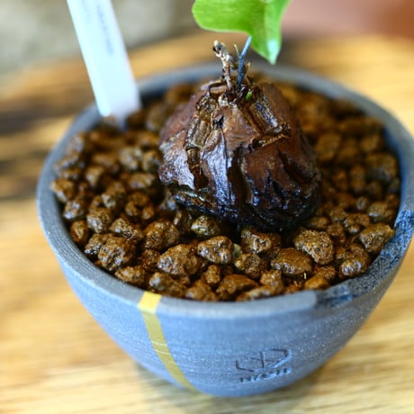 N/OH × Dioscorea elephantipe    no.111911