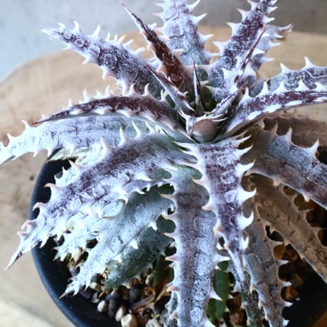 Dyckia ‘Arizona’hybrid (タイsueb氏ハイブリッド).    003