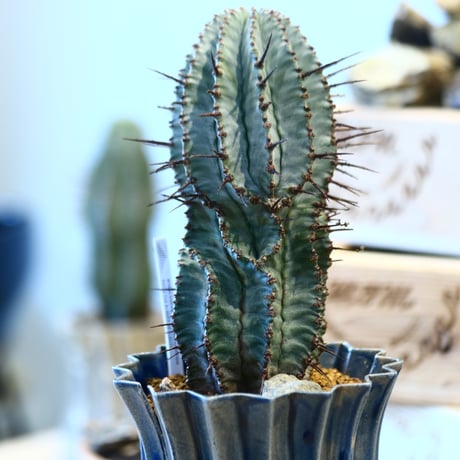 Euphorbia  horrida × soso    no.107115