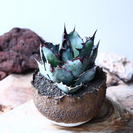 アガベ チタノタ　ブラック＆ブルー  Agave titanota black&bule    no.72108