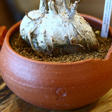 N/OH × Ficus palmeri    no.111937