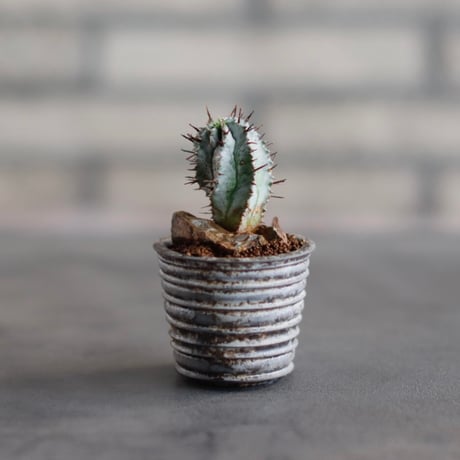 Euphorbia horrida × takero pot (2号)  no.823-29