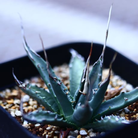 アガベ  ユタエンシス    エボリスピナ  Agave uthaensis var. eborispina  no120612