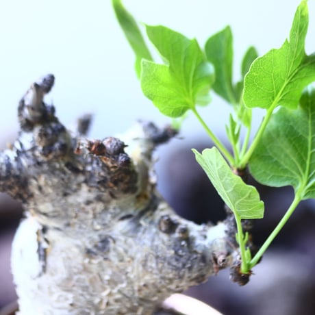 コミフォラ   グイドッティ    Commiphora guidotti   no.53103