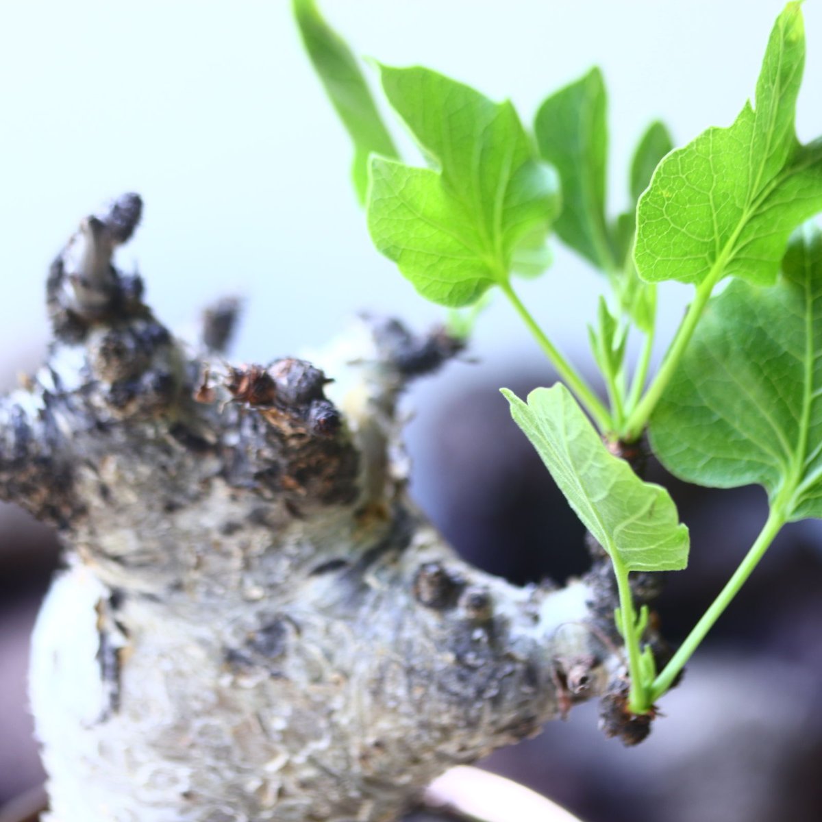 コミフォラ グイドッティ Commiphora guidotti no.5310