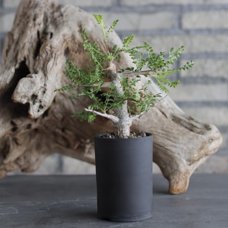 Boswellia neglecta Mutha × 備前鉢2.5号 / snp plants  no.607-4