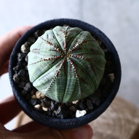 ユーフォルビア  オベサ  Euphorbia obesa  no.014