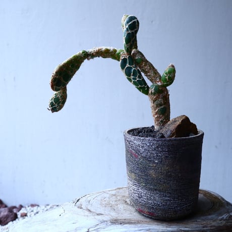 オプンチア　レティキュラータ　亀甲団扇 Opuntia zebrina f. reticulata   no.12610