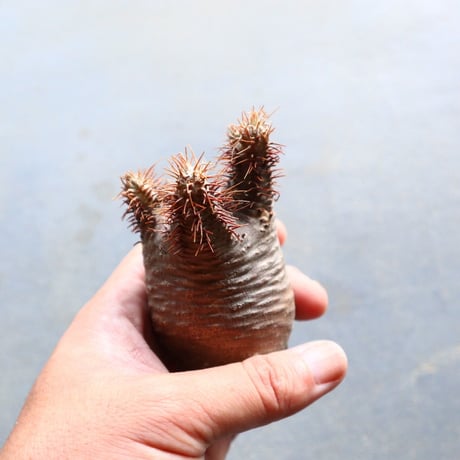 パキポディウム グラキリス 抜苗  Pachypodium rosulatum var. gracilius no.92916