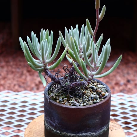 ダドレア オルクッティ／Dudleya attenuata ssp. orcutii    no.50232
