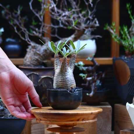 パキポディウム  グラキリス／Pachypodium  gracilius       no.92636