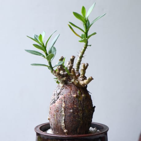 パキポディウム ビスピノーサム    Pachypodium bispinosum   no.90112