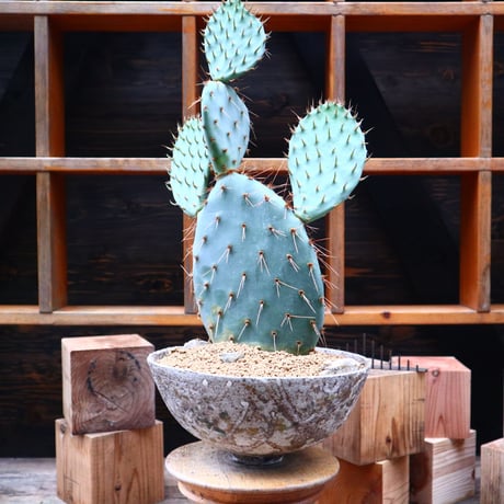 ガラパゴス団扇／Opuntia galapageiano.80792
