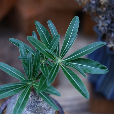 パキポディウム  グラキリス／Pachypodium  gracilius       no.120550