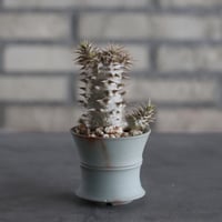Pachypodium Makayense × TAKERO POT (2.5号)  no.614/12