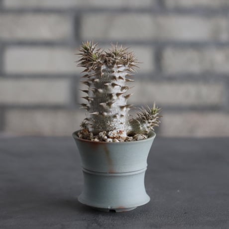 Pachypodium Makayense × TAKERO POT (2.5号)  no.614/12