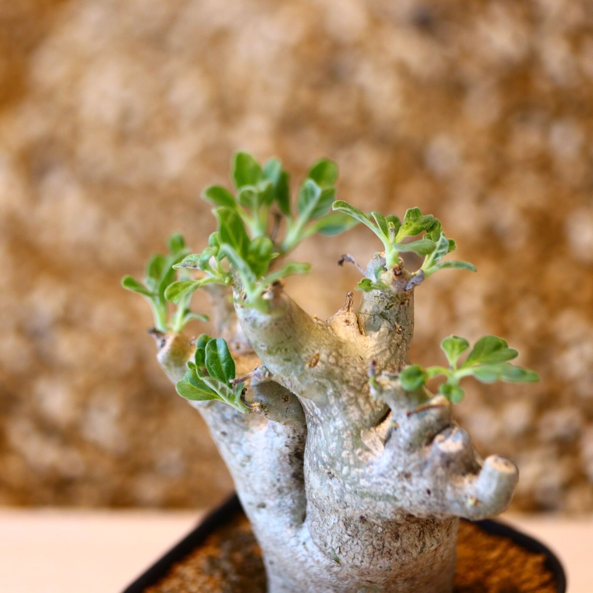 プテロディスクス マカチニエンシス / Pterodiscus