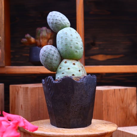 テフロカクタス  ゲオメトリクス／Tephrocactus geometricus   no.60524