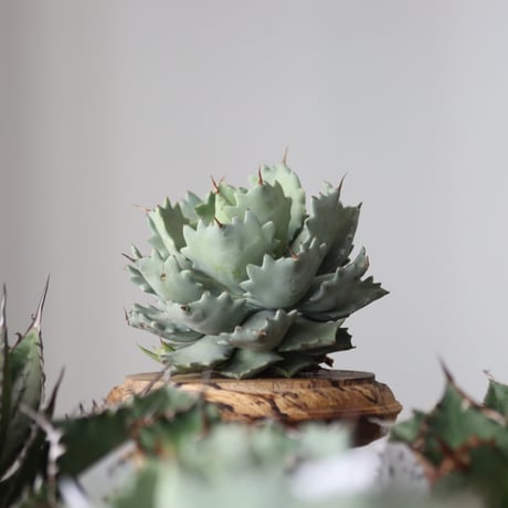 Agave Isthmensis / Style of Chika　no.42185