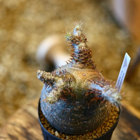 'ハルコイ´セット (N/OH × Pachypodium gracilius)  no.30324