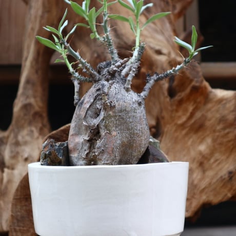 パキポディウム ビスピノーサム / Pachypodium bispinosum / 発根済み    no.31252