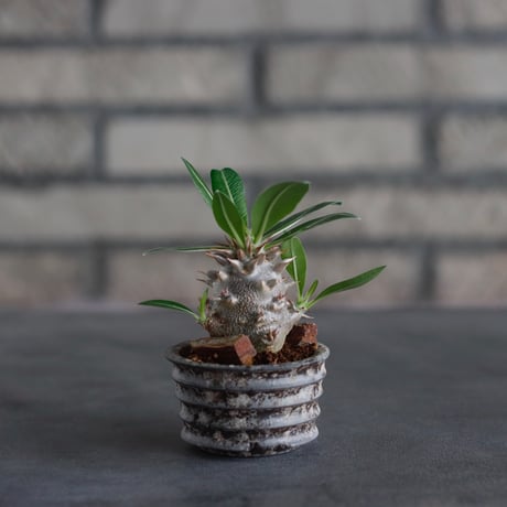 Pachypodium 恵比寿大黒 × takero pot (2号)  no.817-22