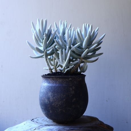 セネシオ  銀月     Senecio haworthii  no.11916